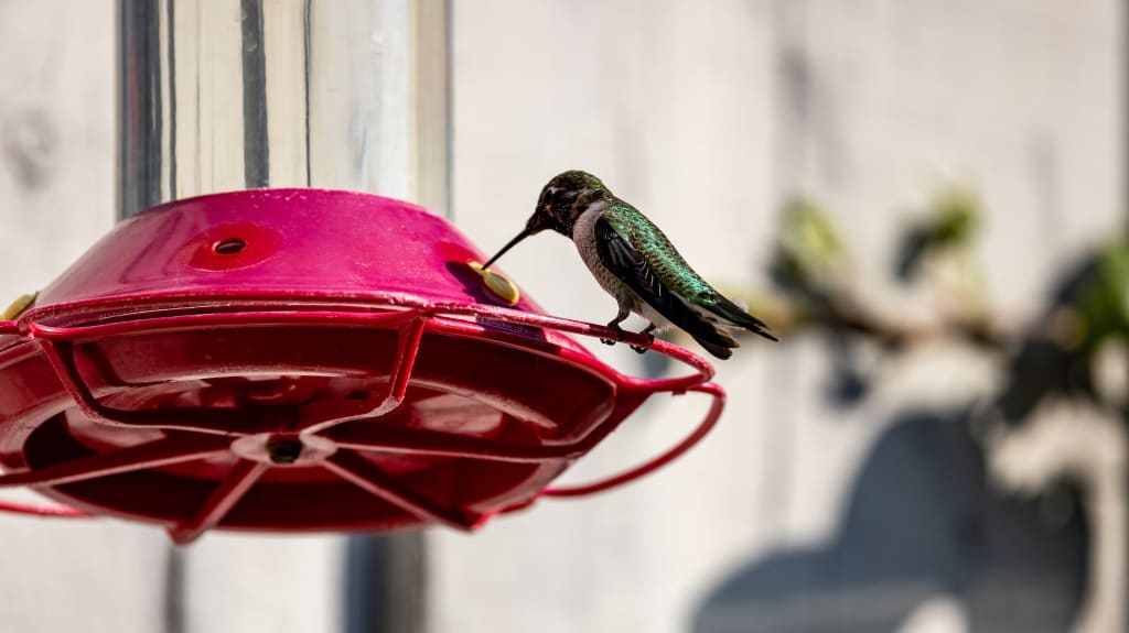 abreuvoir colibri fait maison
