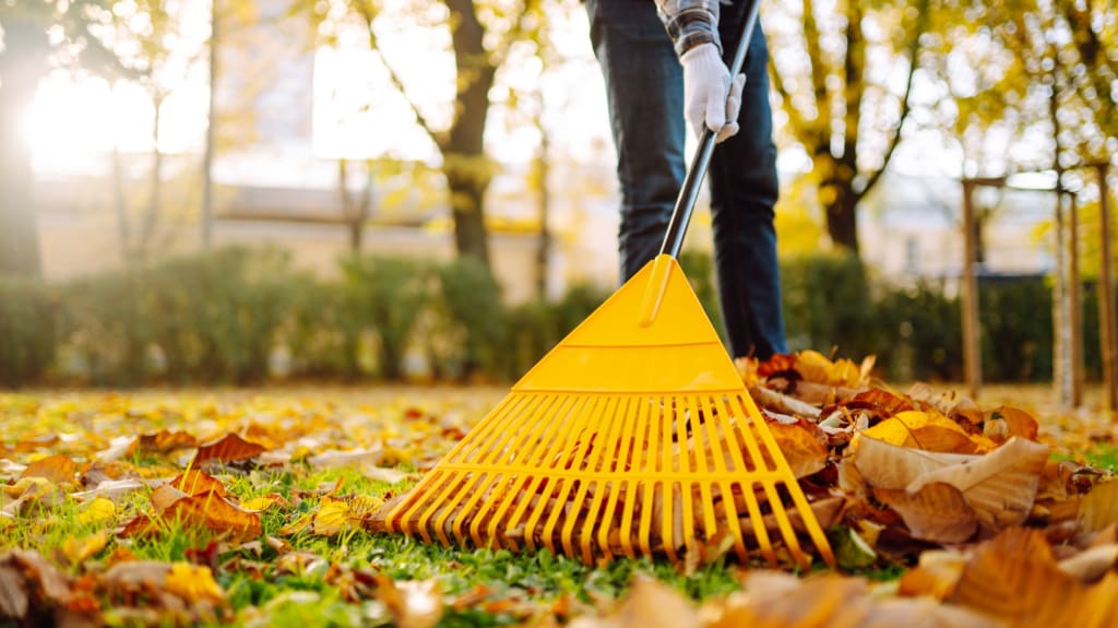 Personne qui racle les feuilles d'automne sur un terrain avec des gants blancs et un râteau jaune.