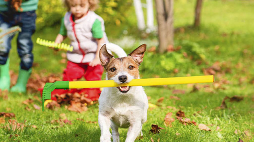 Chien et enfant s'amusant dans les feuilles mortes avec des râteaux jouets