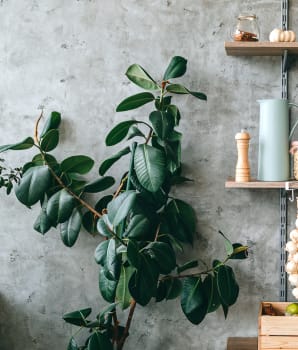 Arbre de cuisine et produits secs dans bocaux de verre