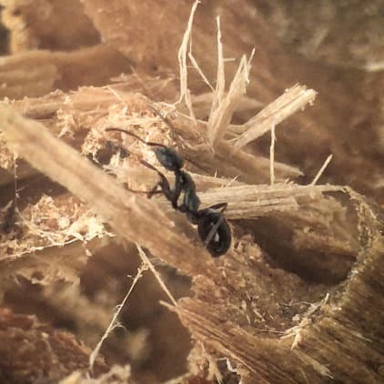 Une seule fourmi charpentière