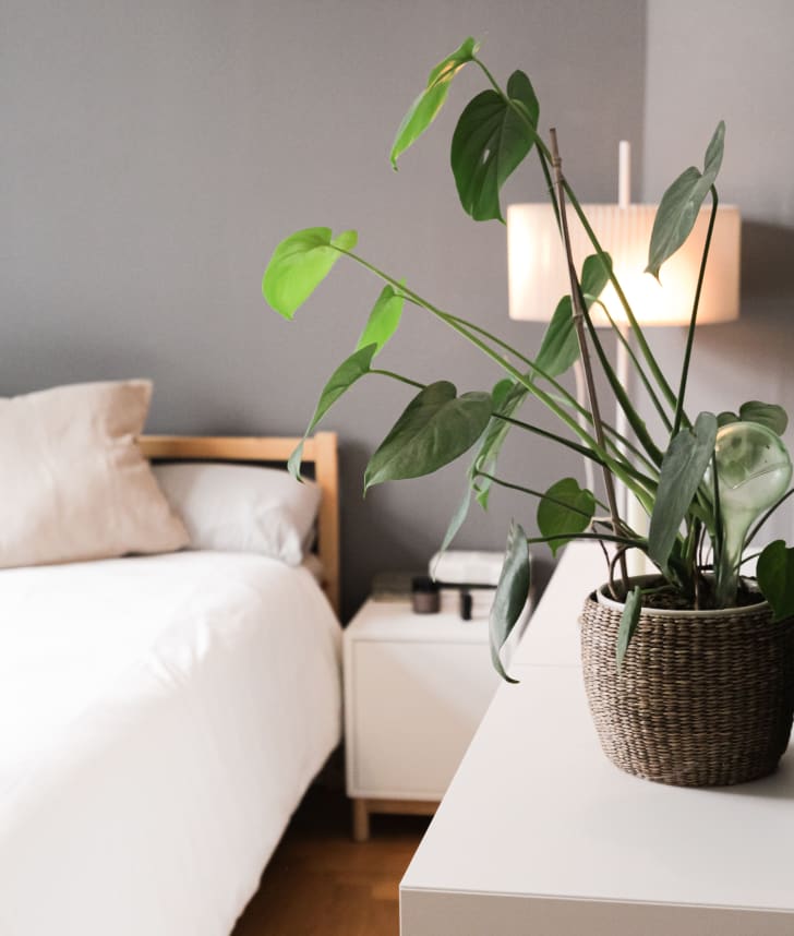 Pot plant in bedroom