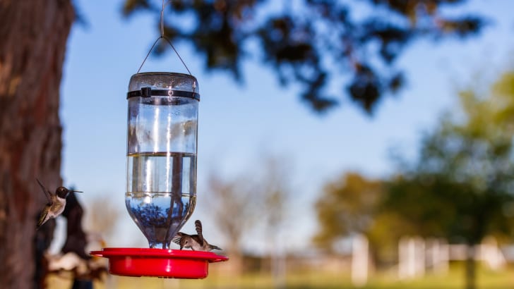 Abreuvoir pour colibri créé à partir d'une bouteille d'eau