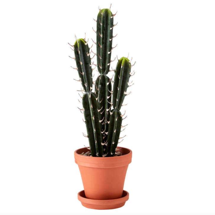Déco voyage cactus à longues épines dans un pot en terracotta 