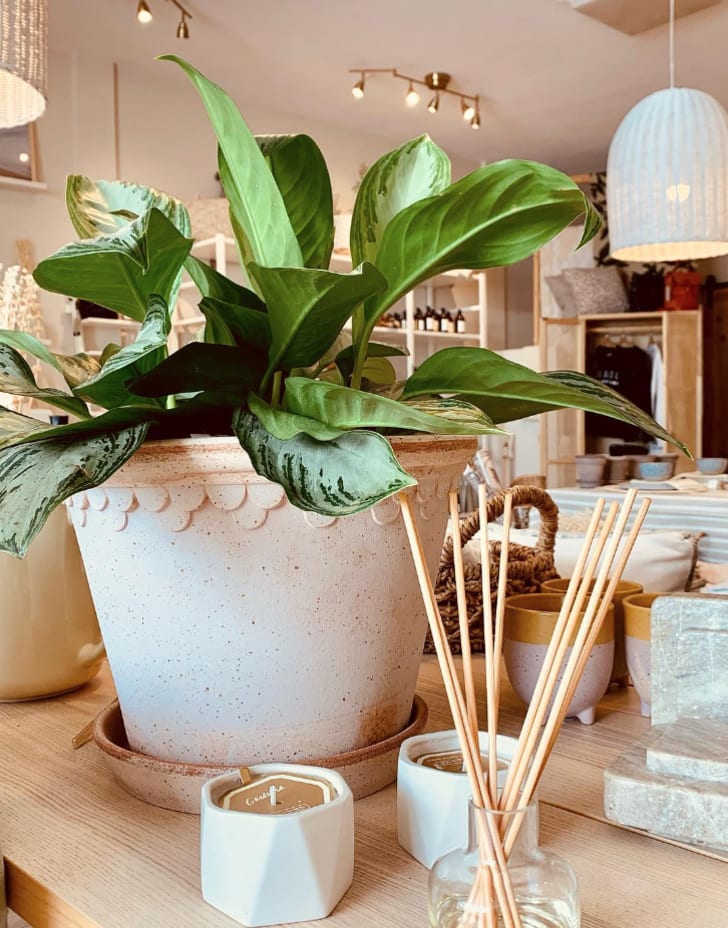 Vue sur la boutique d'Ambiance Simone avec pot de plante, bougies décoratives, diffuseur d'huile essentielle et luminaire blanc suspendu