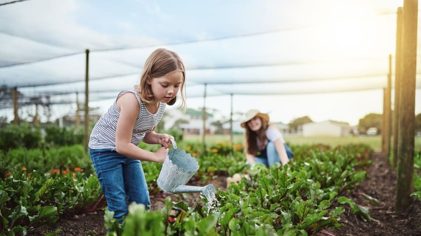 Little girl watering plants on a farm