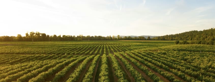 Vue sur un champ en culture sur une ferme