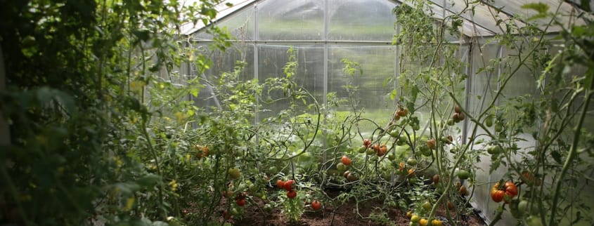 A greenhouse filled with tomato plants