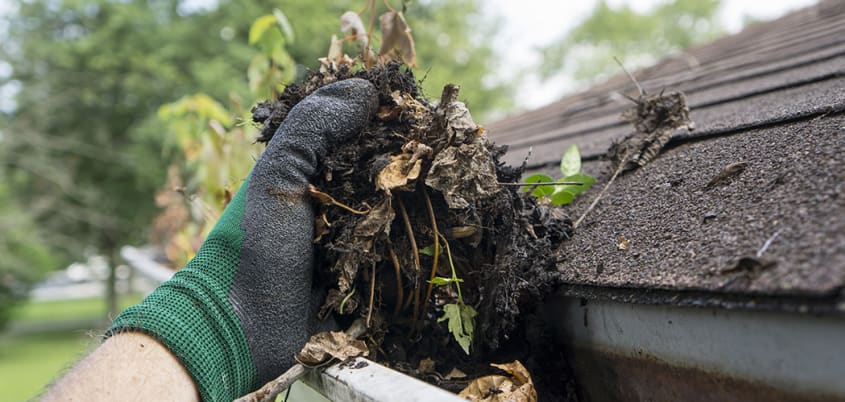 Main nettoyant les gouttières au printemps
