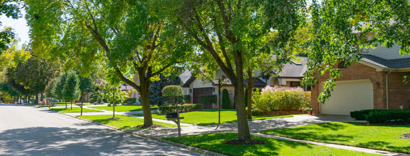 Quartier historique avec arbres matures