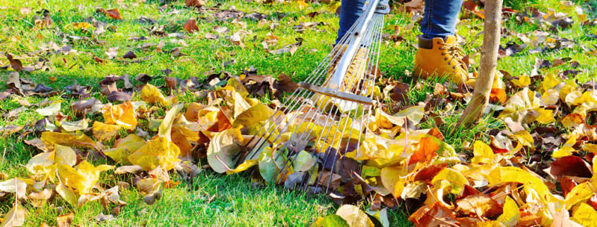Person picking up fall leaves in the yard