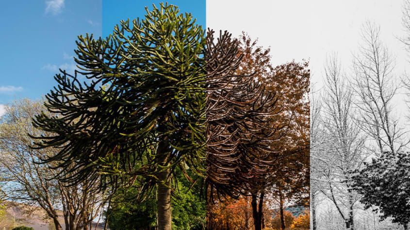 4 different seasons in the same park