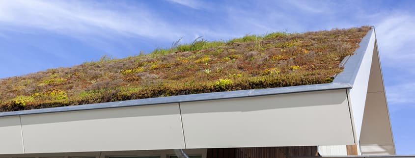 Green roof on a house