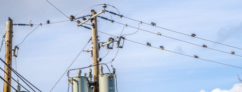 Electric poles and wires